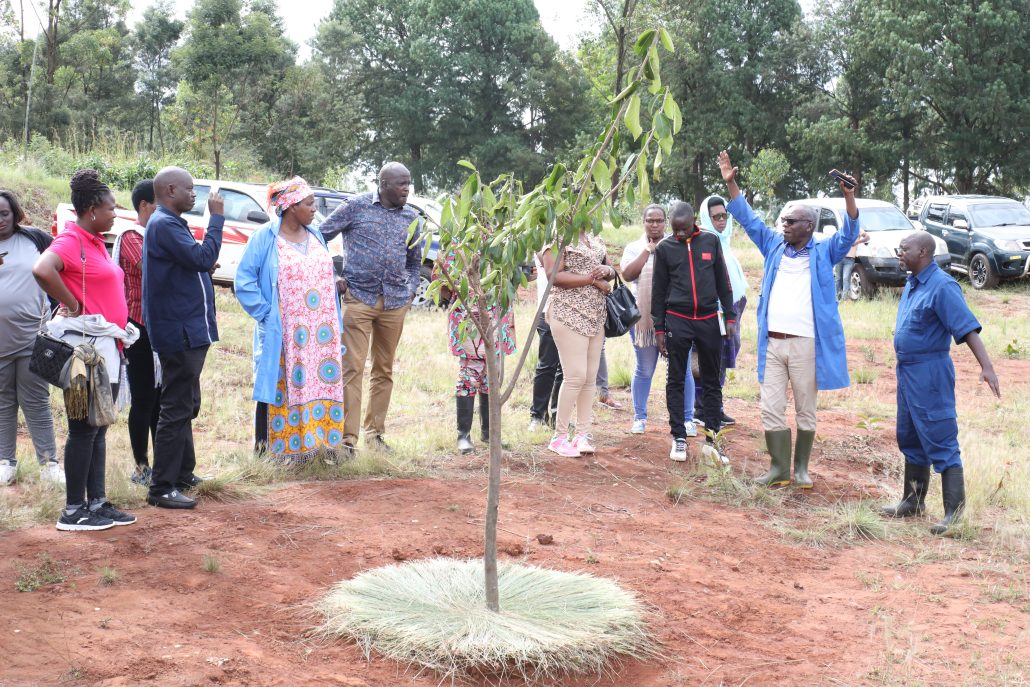 Gitega : Les arbres mémoires pour protéger les fosses communes